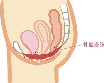 骨盤底筋のイラスト